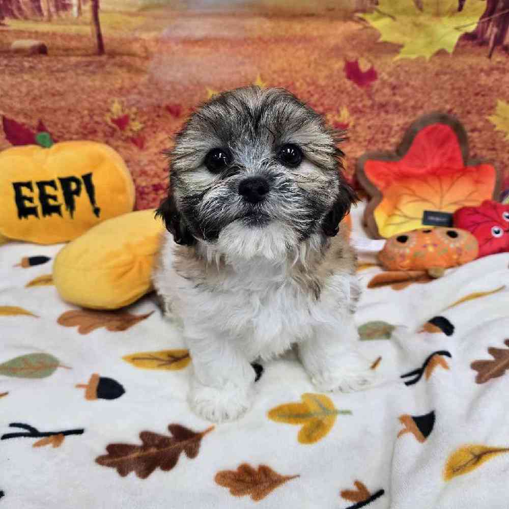 Female Teddy Bear Puppy for Sale in Virginia Beach, VA