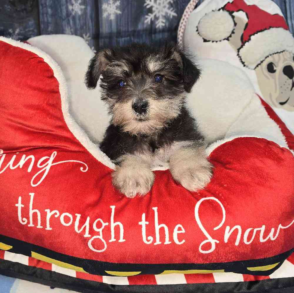 Male Mini Schnauzer Puppy for Sale in Virginia Beach, VA