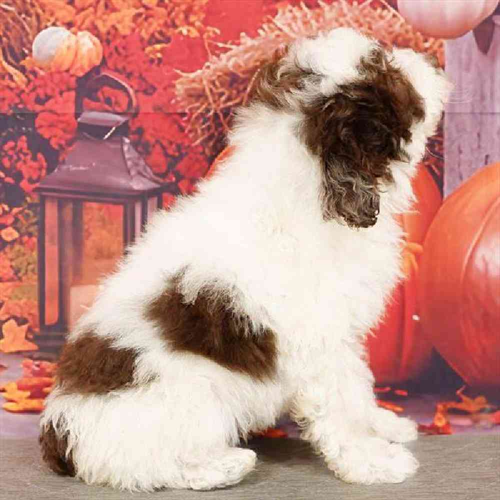 Male Poodle Puppy for Sale in Virginia Beach, VA