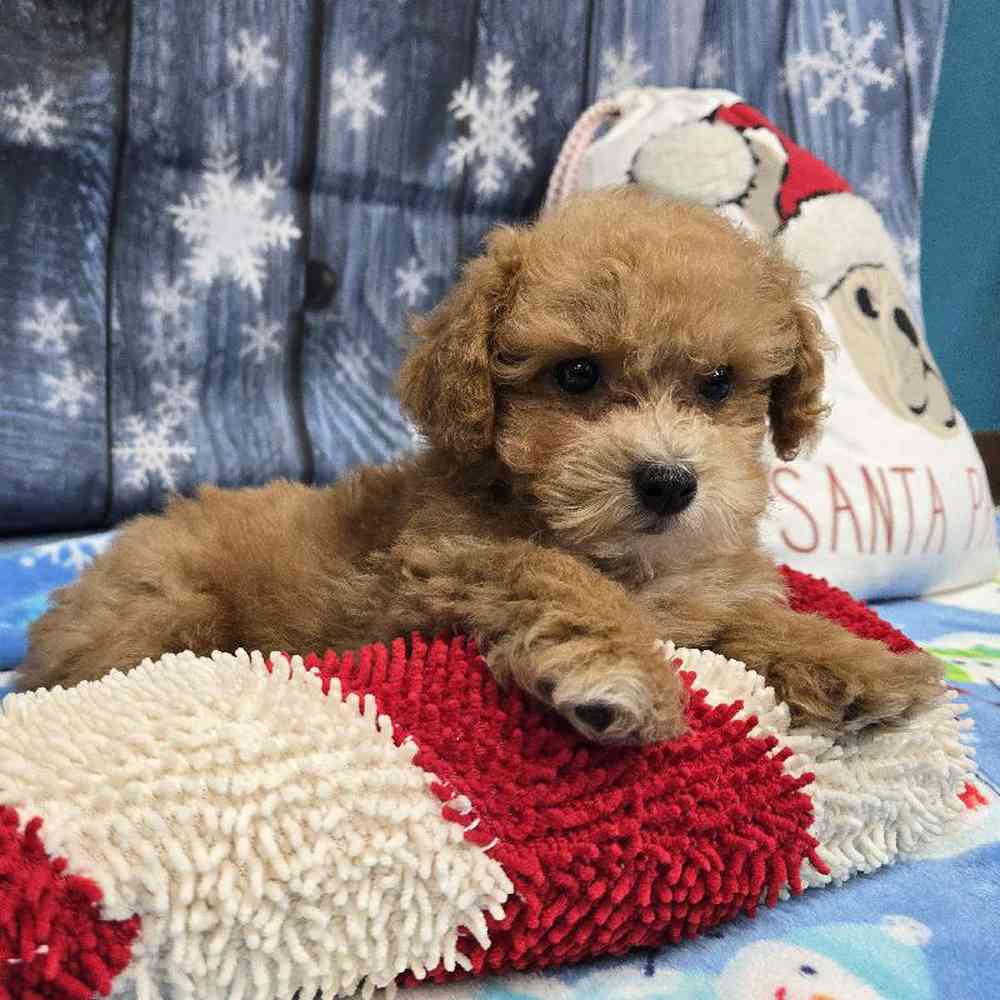 Male Mini Poodle Puppy for Sale in Virginia Beach, VA