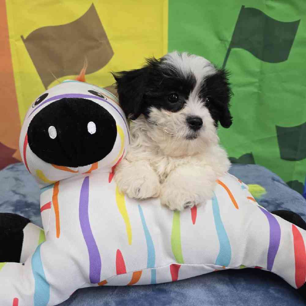 Female Teddy Bear Puppy for Sale in Virginia Beach, VA