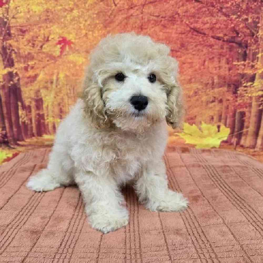 Male Mini Poodle Puppy for Sale in Virginia Beach, VA