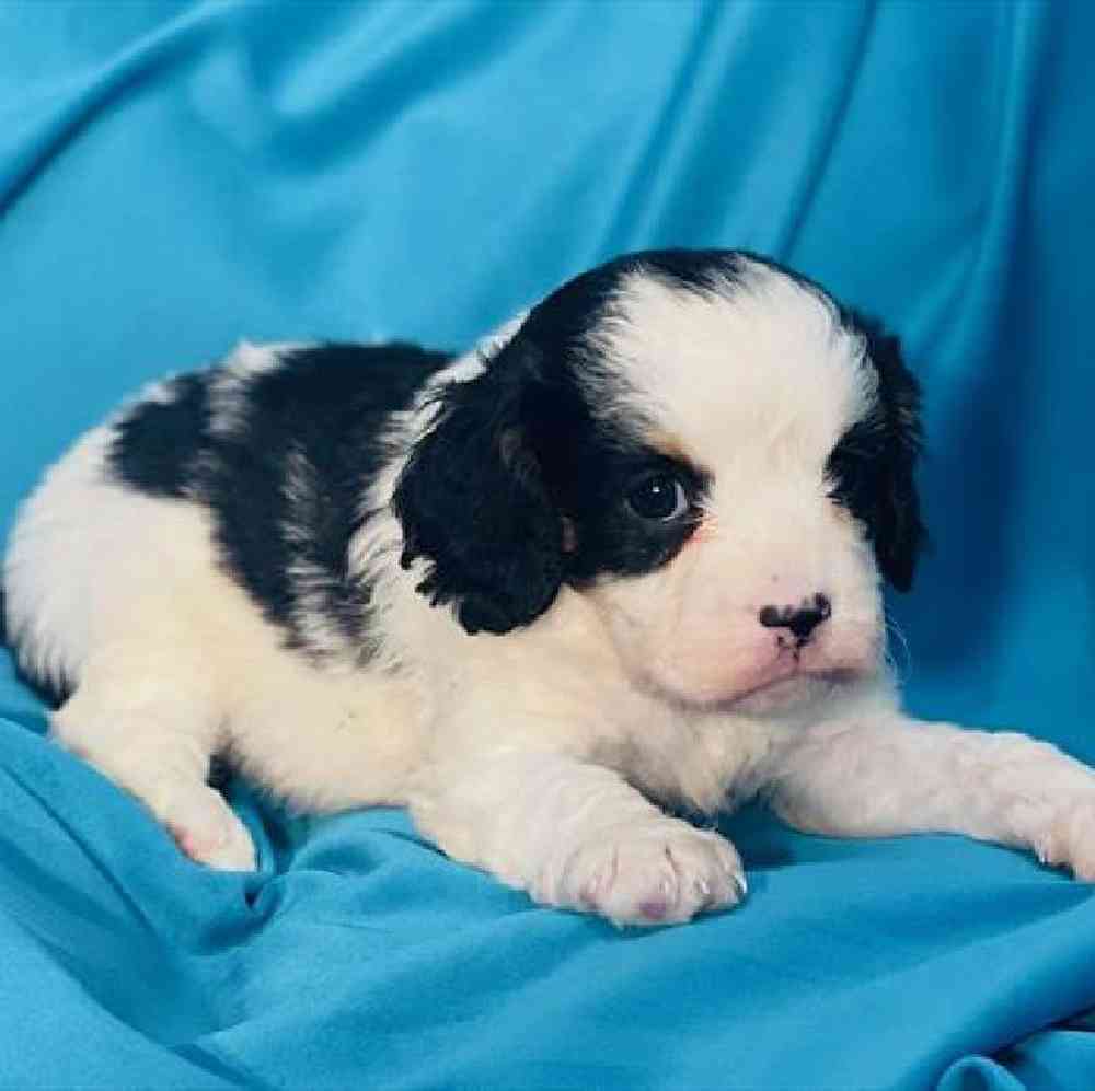 Male Cavapoo Puppy for Sale in Virginia Beach, VA