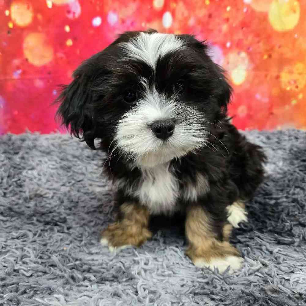 Male Lhasa Apso Puppy for Sale in Virginia Beach, VA
