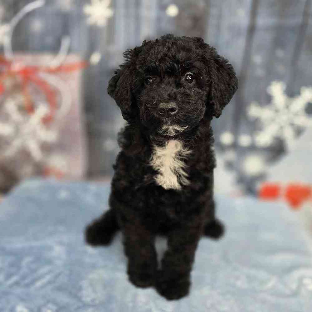 Female Mini Sheepadoodle Puppy for Sale in Virginia Beach, VA