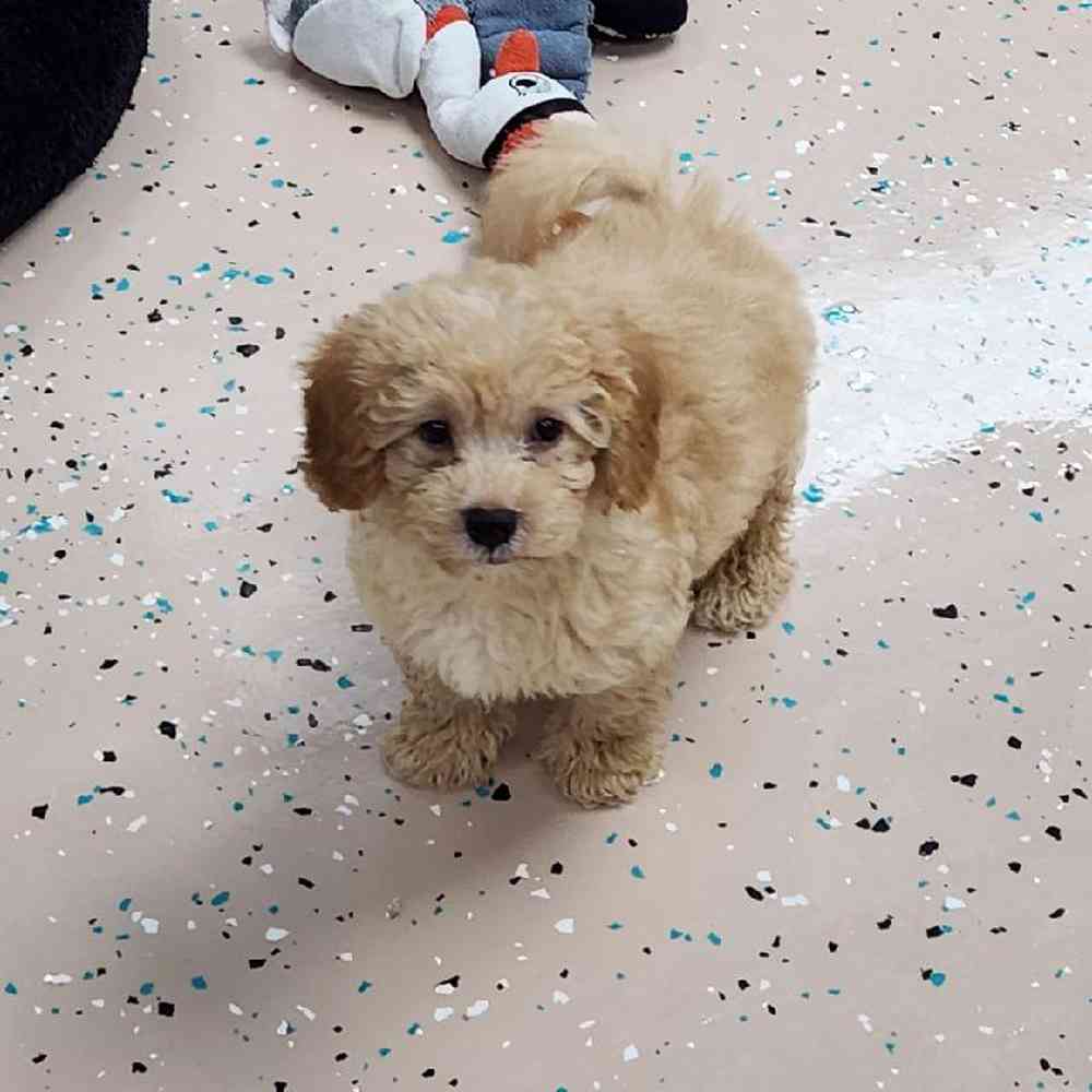 Male Havapoo Puppy for Sale in Virginia Beach, VA