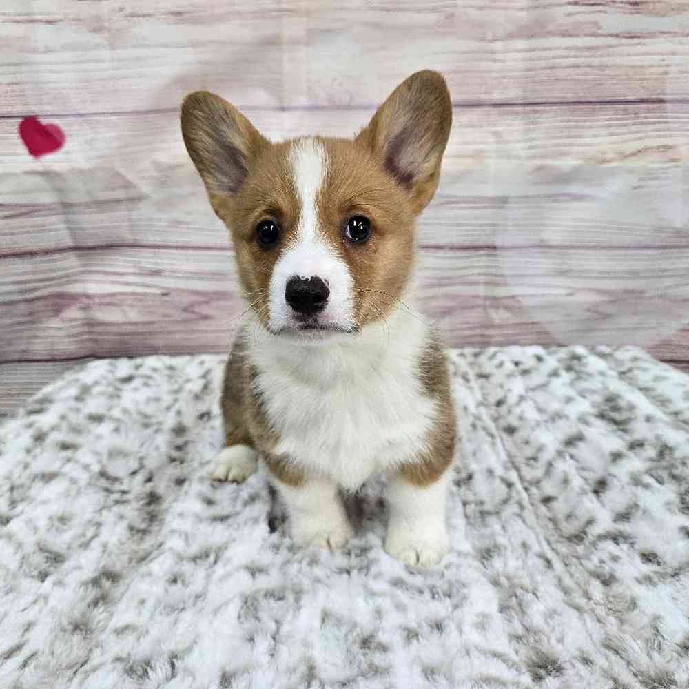 Male Pembroke Welsh Corgi Puppy for Sale in Virginia Beach, VA