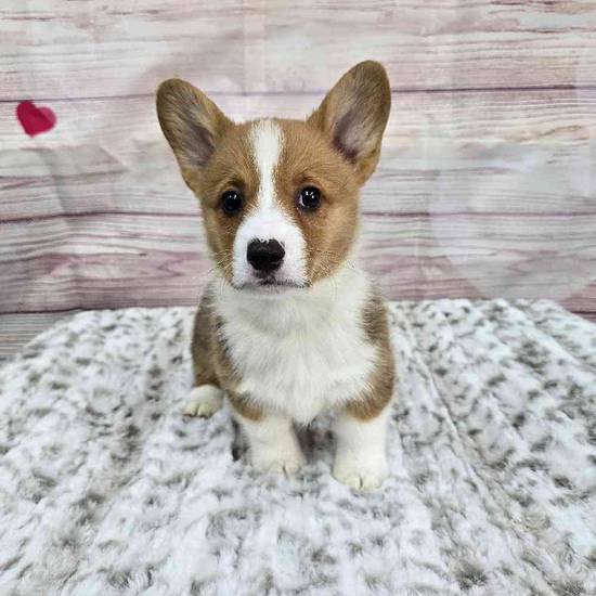 Pembroke Welsh Corgi
