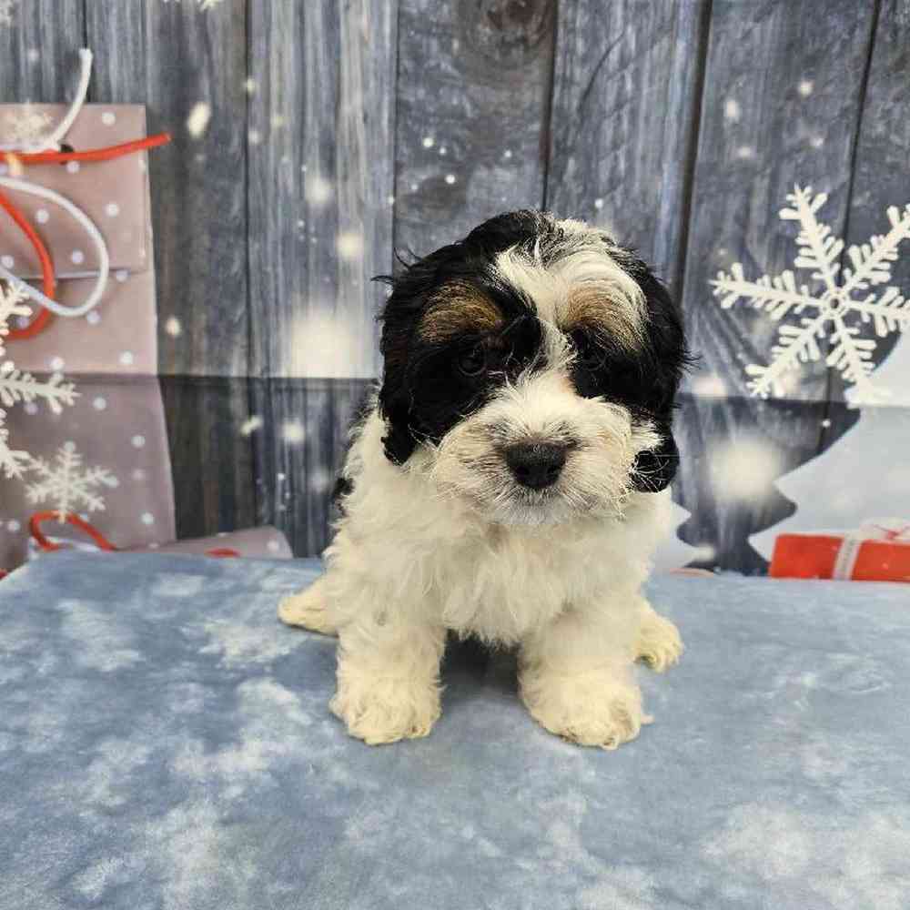 Female Cockapoo Puppy for Sale in Virginia Beach, VA