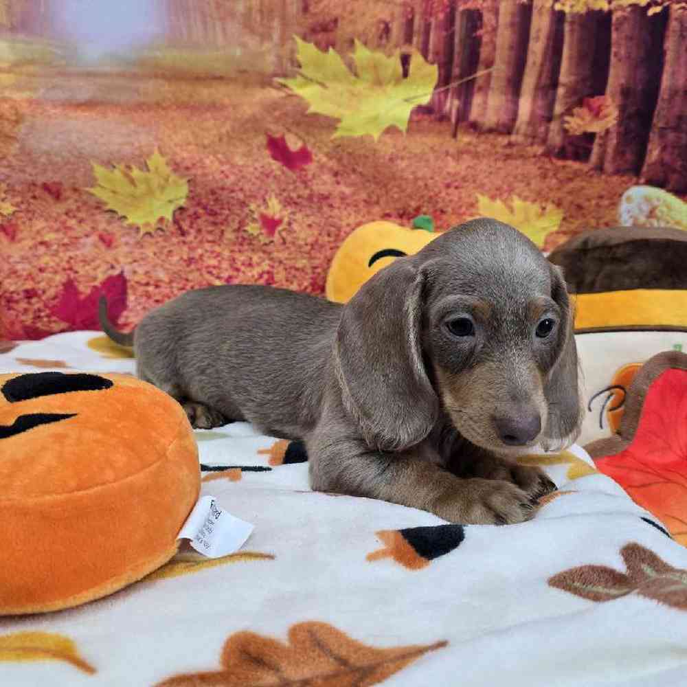 Male Dachshund Puppy for Sale in Virginia Beach, VA