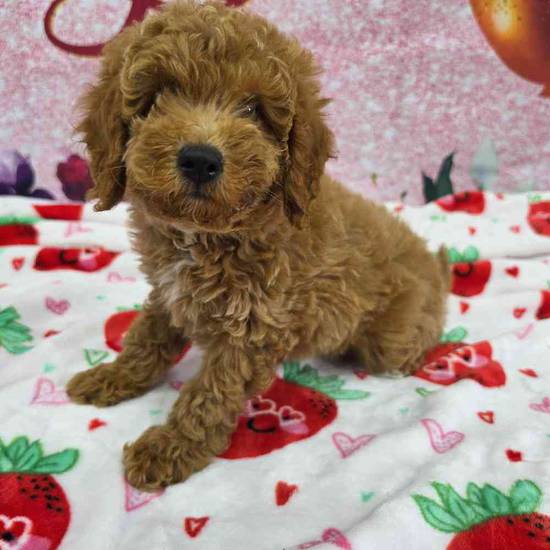 Mini Goldendoodle