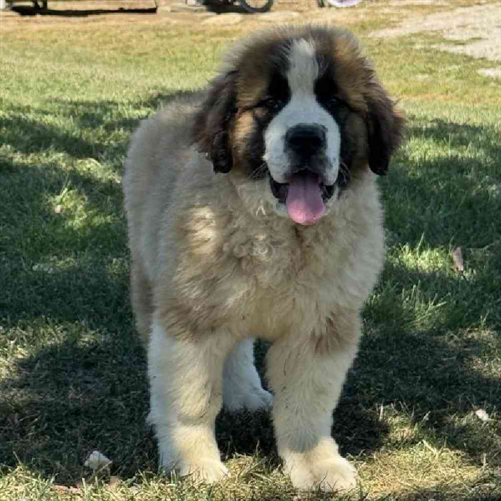 Male Saint Bernard Puppy for Sale in Virginia Beach, VA