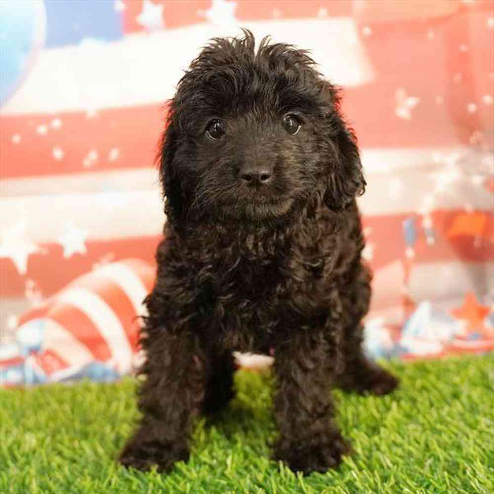 carousel pet images