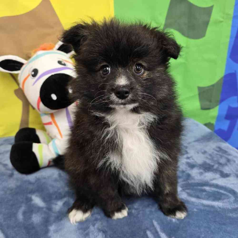 Female Pomsky Puppy for Sale in Virginia Beach, VA