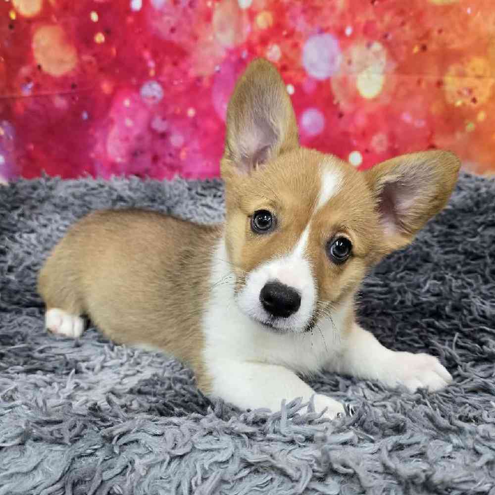 Female Pembroke Welsh Corgi Puppy for Sale in Virginia Beach, VA