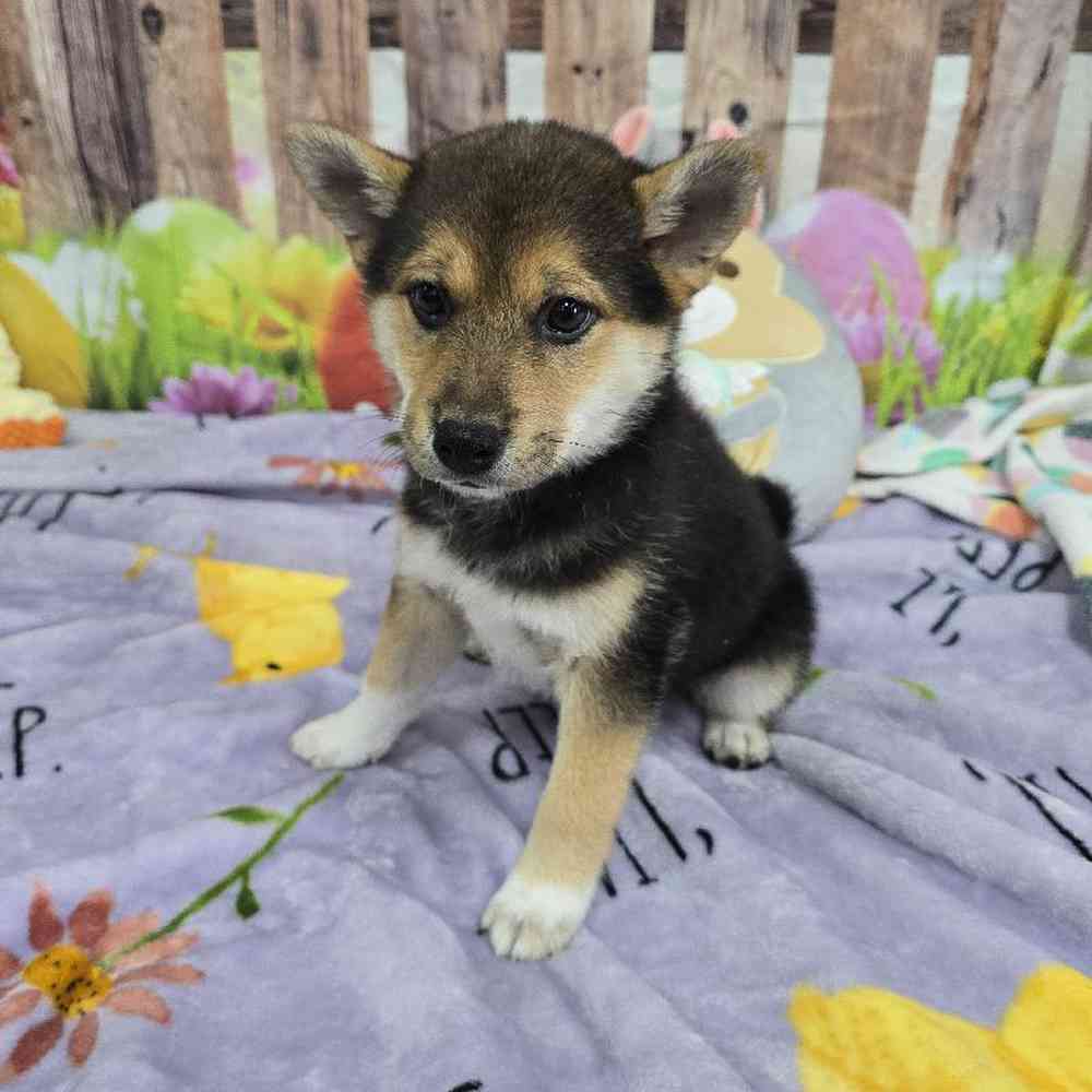 Male Shiba Inu Puppy for Sale in Virginia Beach, VA