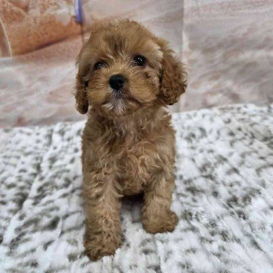 Cavapoo
