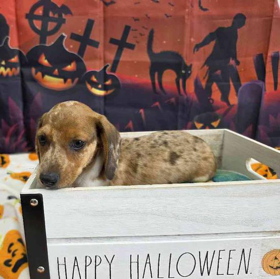 Dachshund