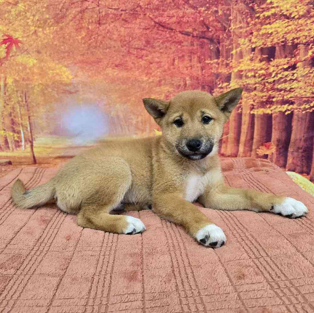 Male Shiba Inu Puppy for Sale in Virginia Beach, VA
