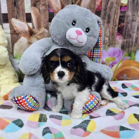 Cavalier King Charles Spaniel