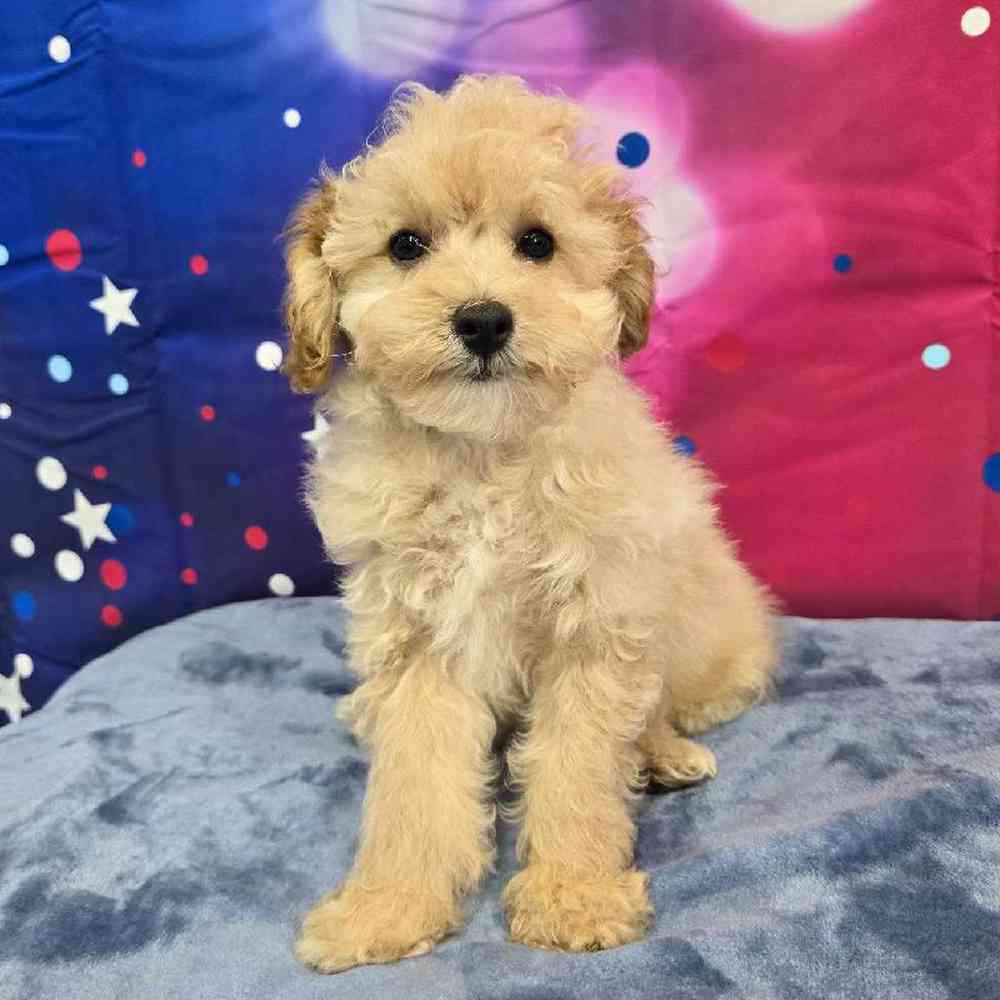 Male Poodle Puppy for Sale in Virginia Beach, VA