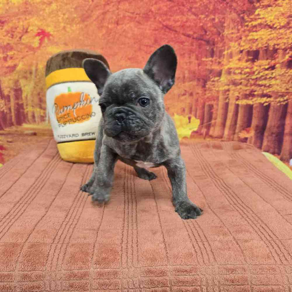 Female French Bulldog Puppy for Sale in Virginia Beach, VA