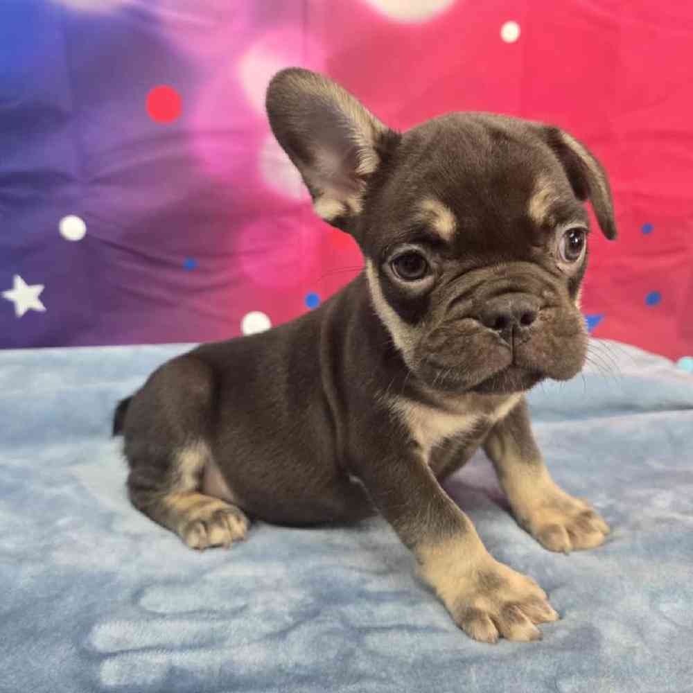 Male French Bulldog Puppy for Sale in Virginia Beach, VA