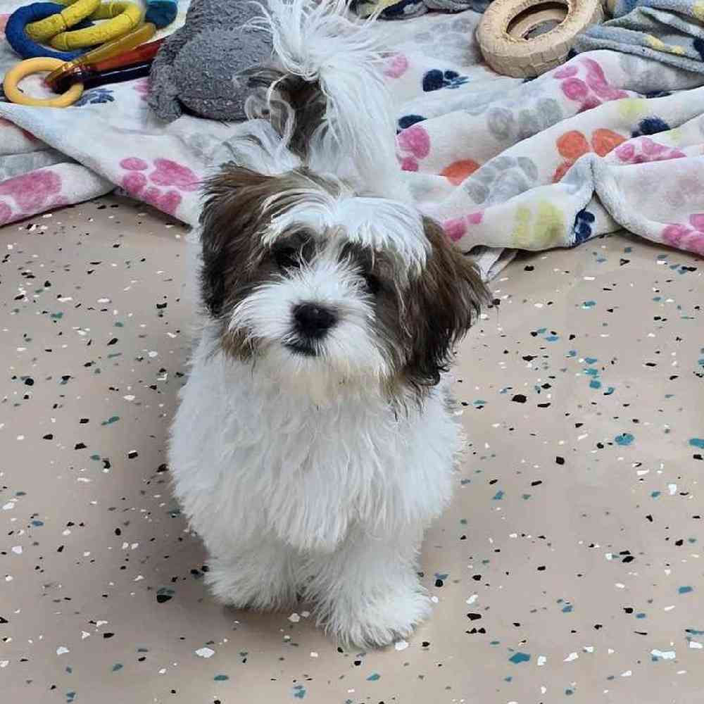 Male Shorkie Puppy for Sale in Virginia Beach, VA