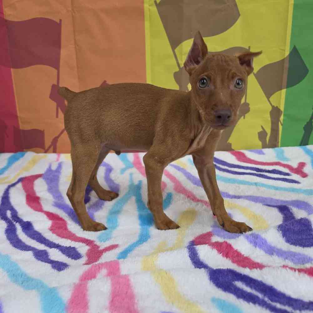 Male Min Pin Puppy for Sale in Virginia Beach, VA