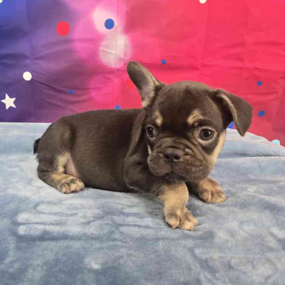 Male French Bulldog Puppy for Sale in Virginia Beach, VA