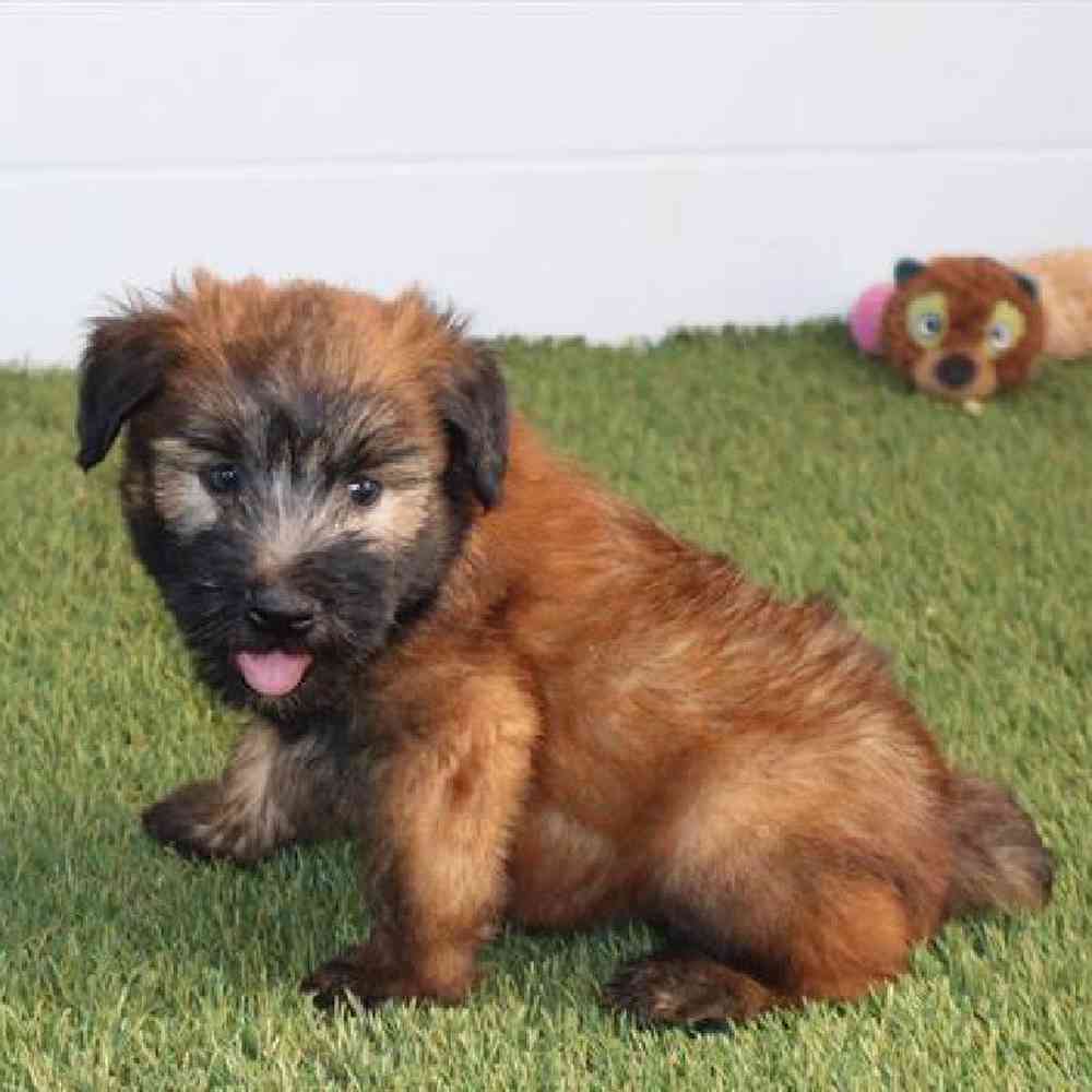 Male Soft Coated Wheaten Terrier Puppy for Sale in Virginia Beach, VA