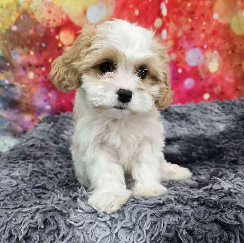 Female Cavachon Puppy for Sale in Virginia Beach, VA