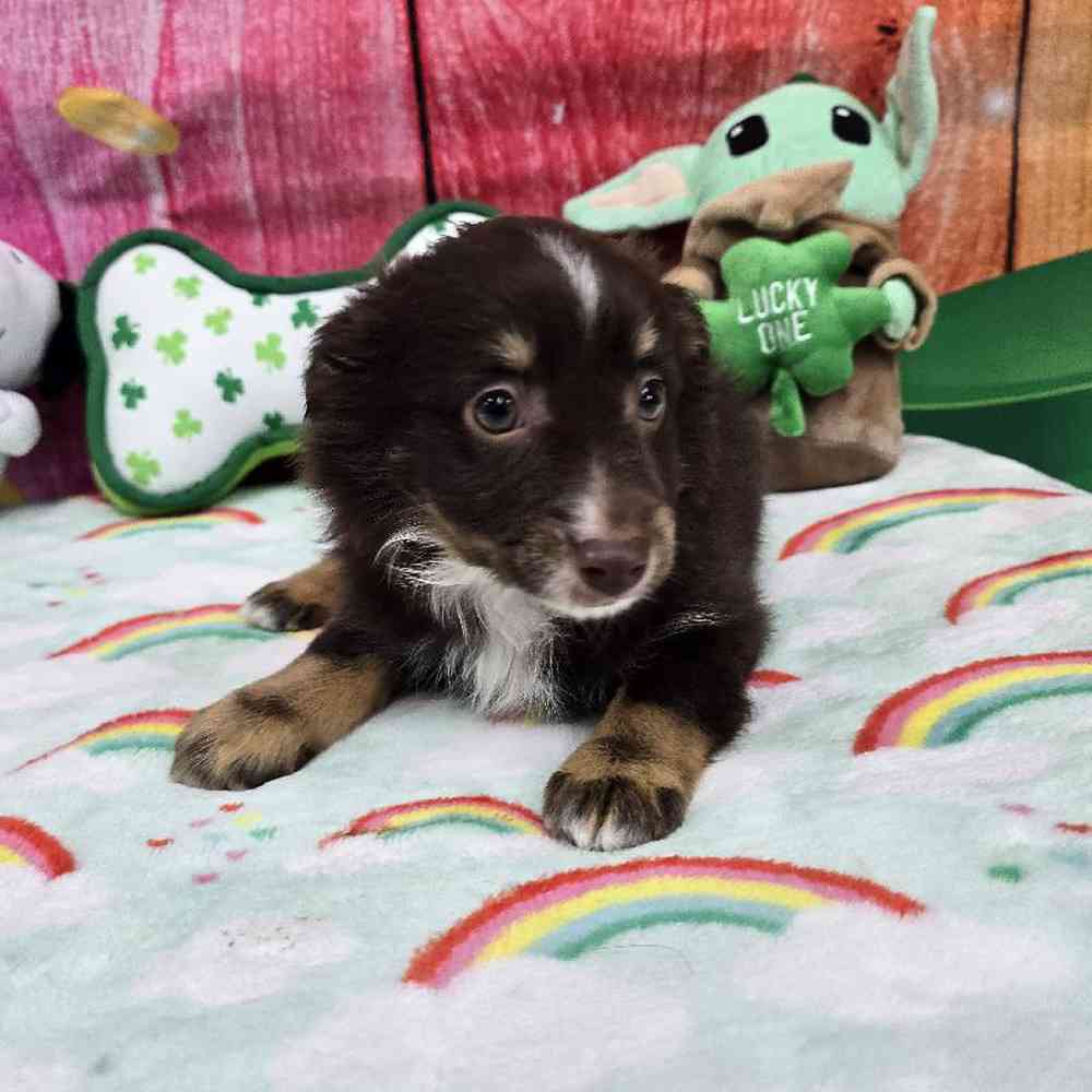 Male Mini Aussie Puppy for Sale in Virginia Beach, VA
