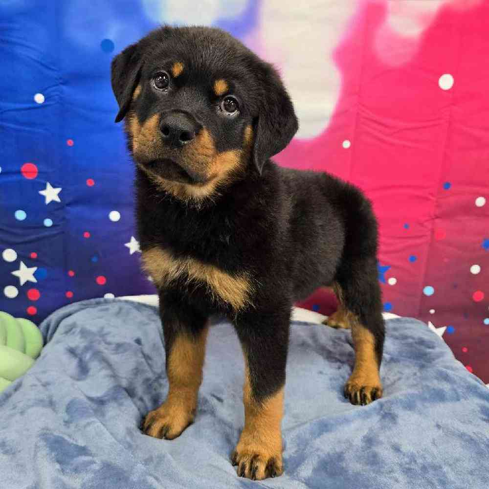 Male Rottweiler Puppy for Sale in Virginia Beach, VA