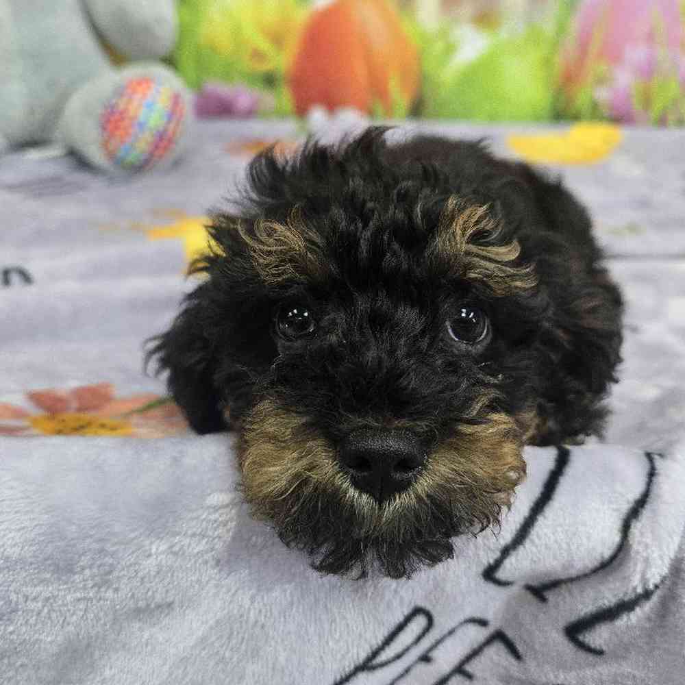 Male Yorkie-Poo Puppy for Sale in Virginia Beach, VA