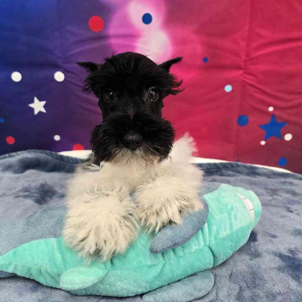 Male Mini Schnauzer Puppy for Sale in Virginia Beach, VA