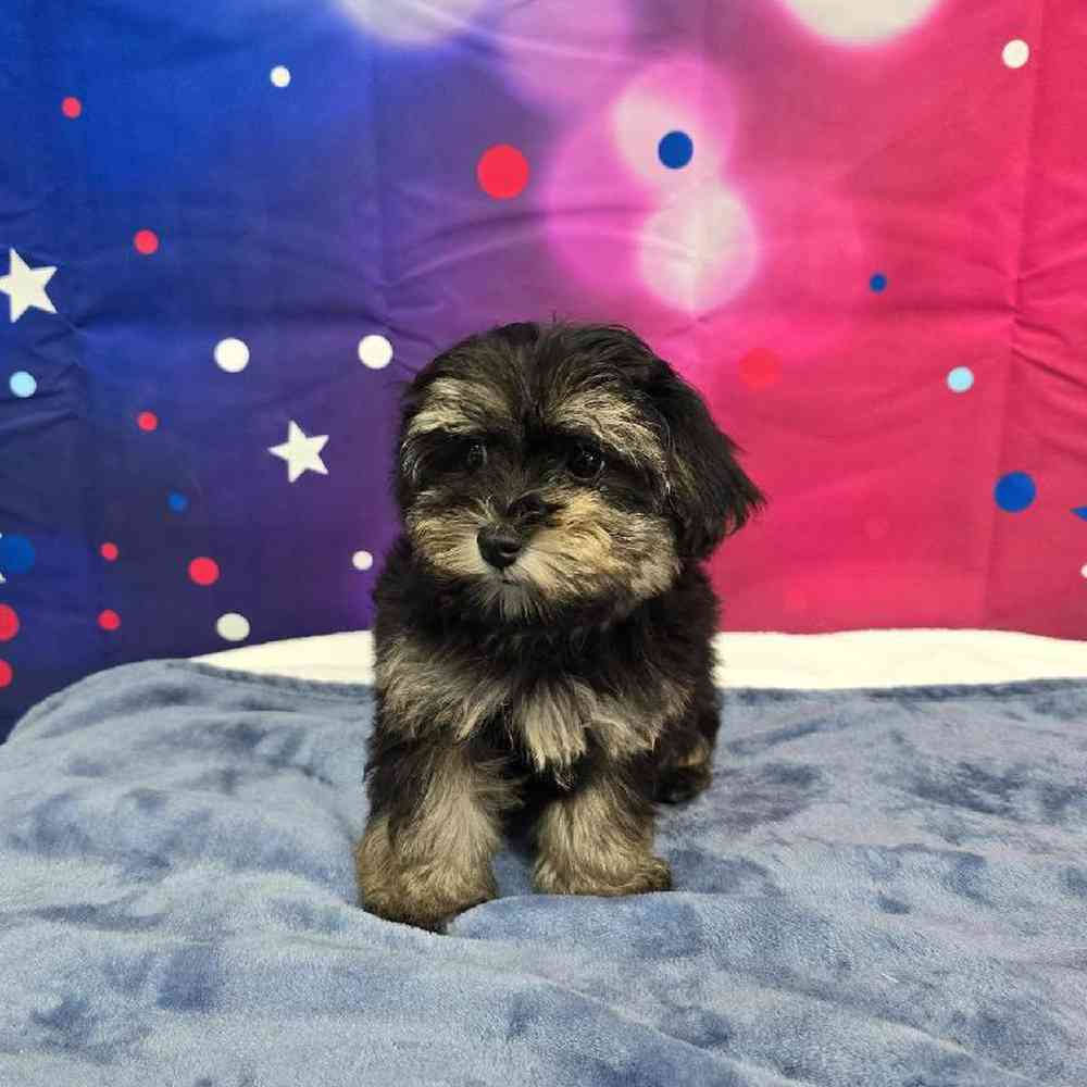 Female Havapoo Puppy for Sale in Virginia Beach, VA