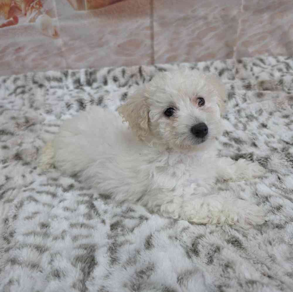 Female Bichon Puppy for Sale in Virginia Beach, VA