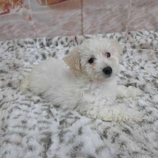 Bichon