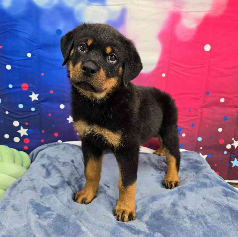 Male Rottweiler Puppy for Sale in Virginia Beach, VA