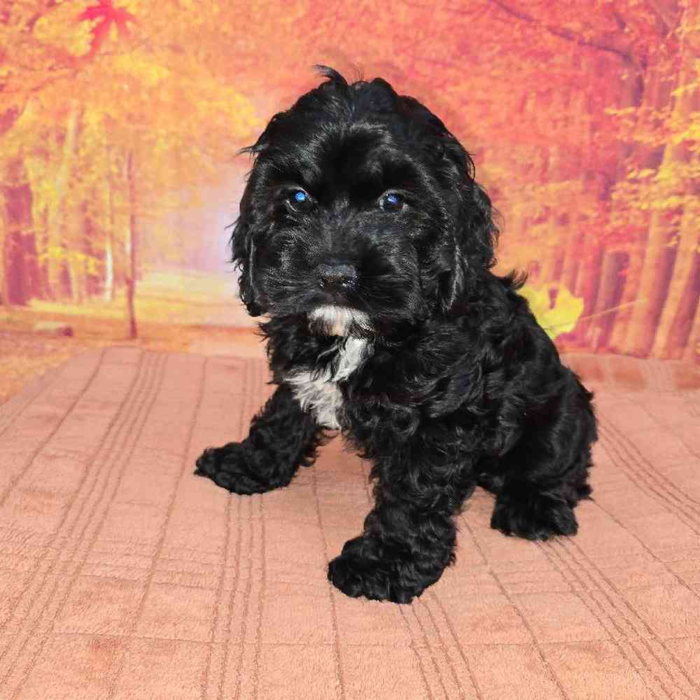 Male Cockapoo Puppy for Sale in Virginia Beach, VA