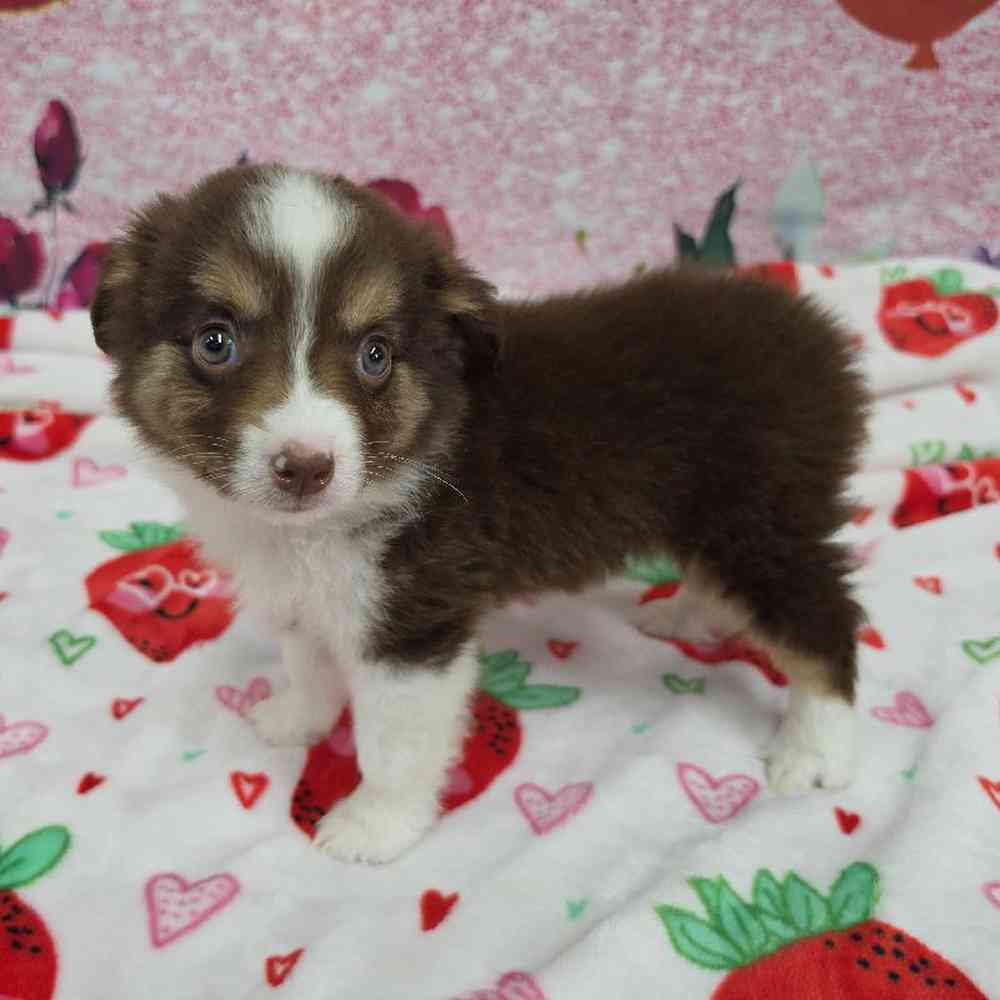 Male Mini Aussie Puppy for Sale in Virginia Beach, VA