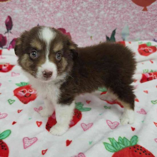 Mini Aussie