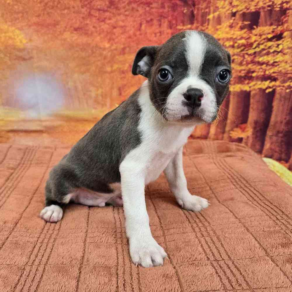 Male Boston Terrier Puppy for Sale in Virginia Beach, VA