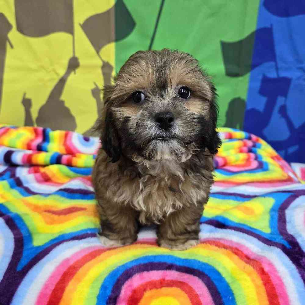 Male Shipoo Puppy for Sale in Virginia Beach, VA