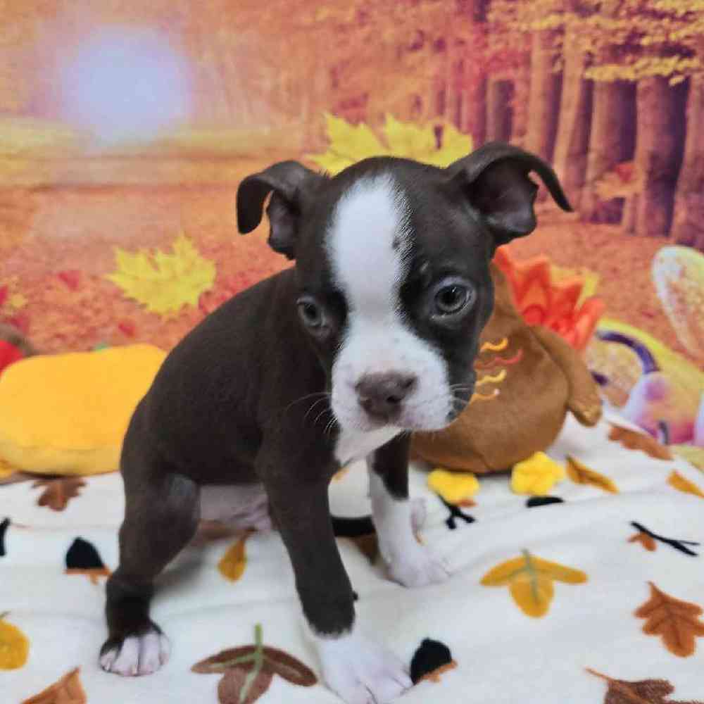 Male Boston Terrier Puppy for Sale in Virginia Beach, VA