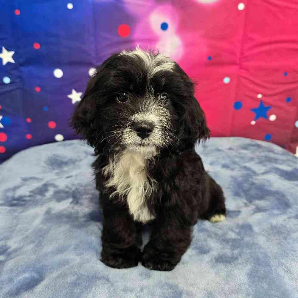 Female Shipoo Puppy for Sale in Virginia Beach, VA