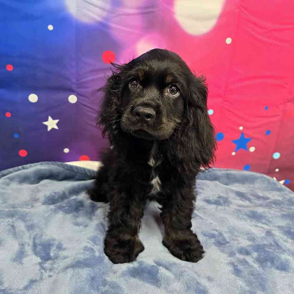 Male Cocker Spaniel Puppy for Sale in Virginia Beach, VA