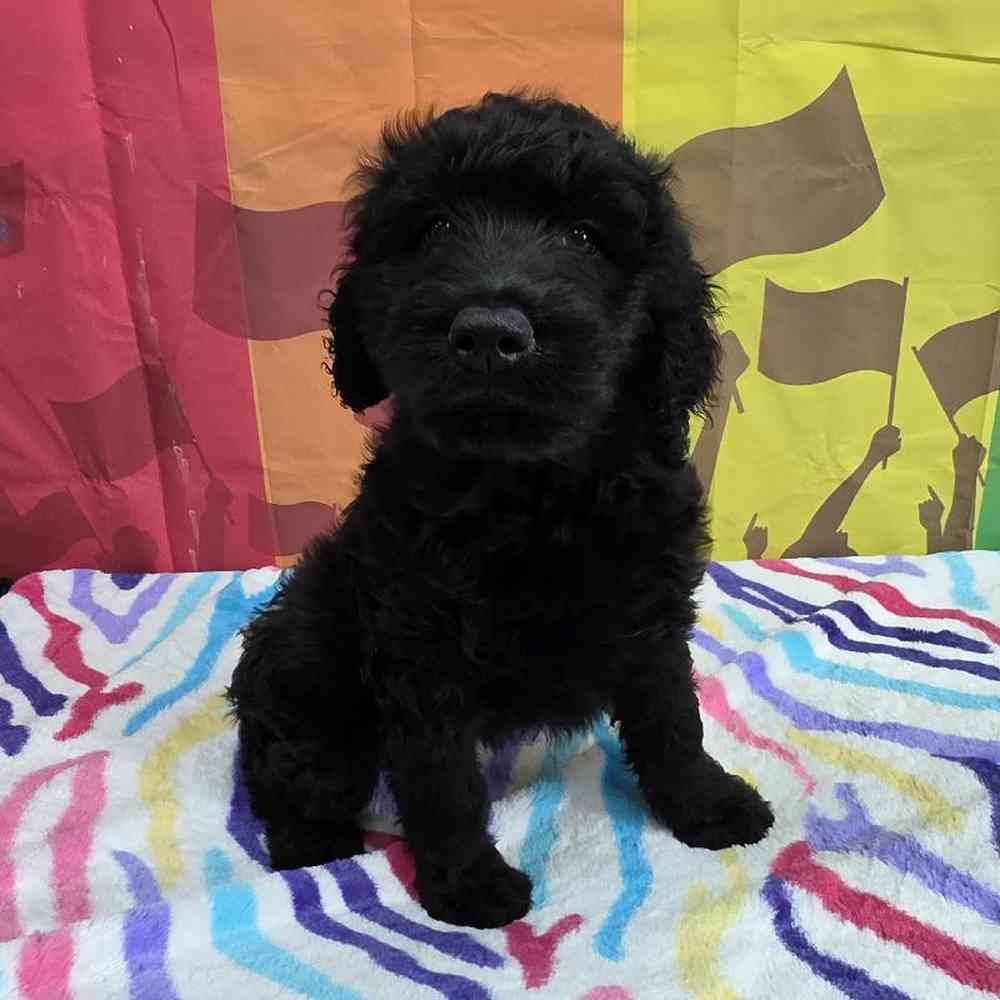 Female Goldendoodle Puppy for Sale in Virginia Beach, VA