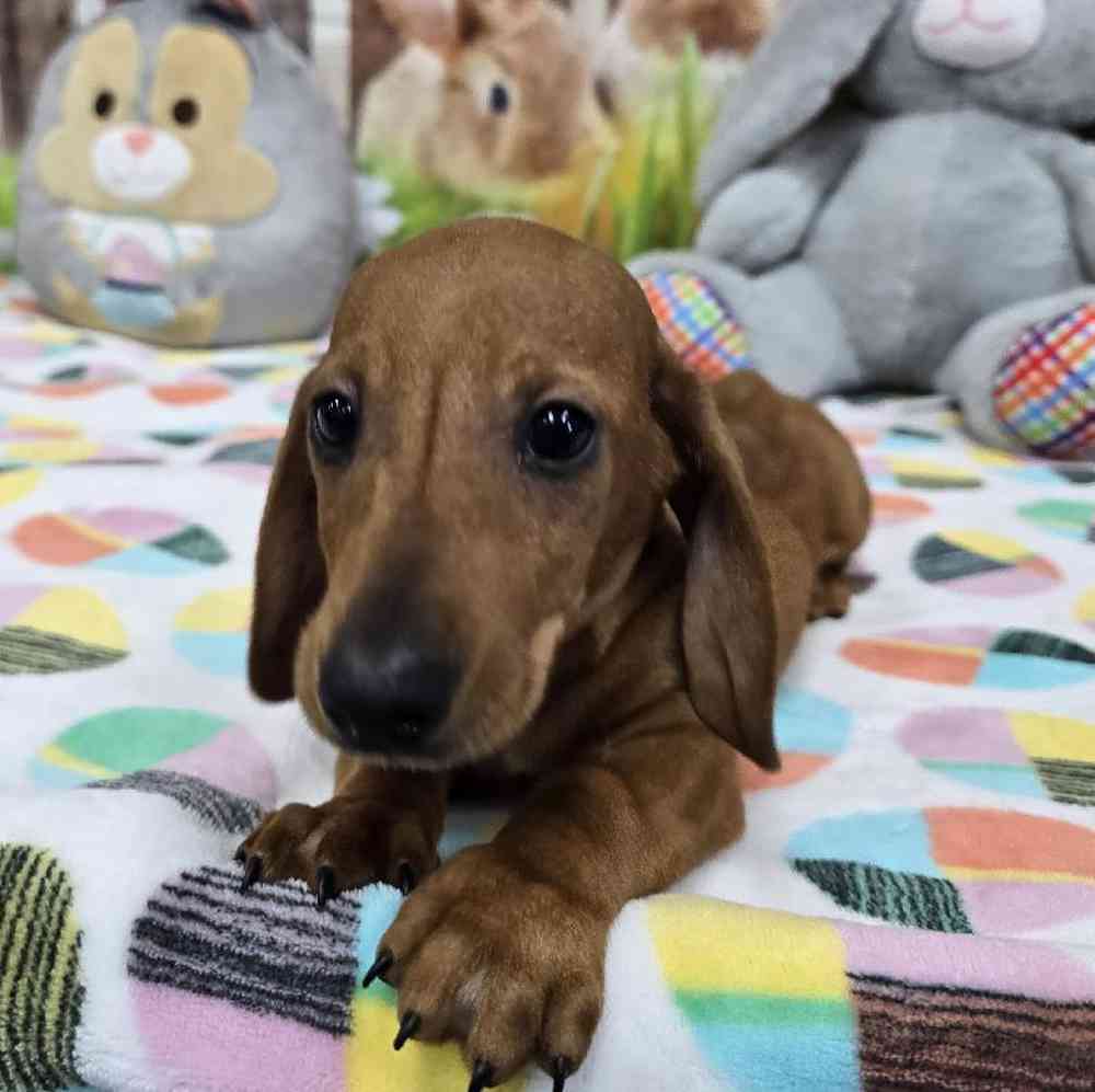 Image of a pet breed in the gallery